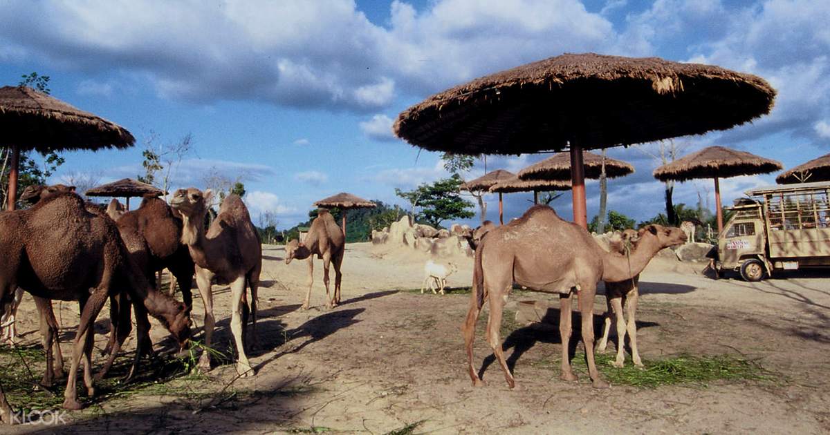 safari wonderland a famosa